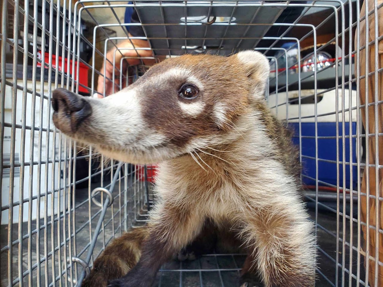 Sonoran Wildlife Services project