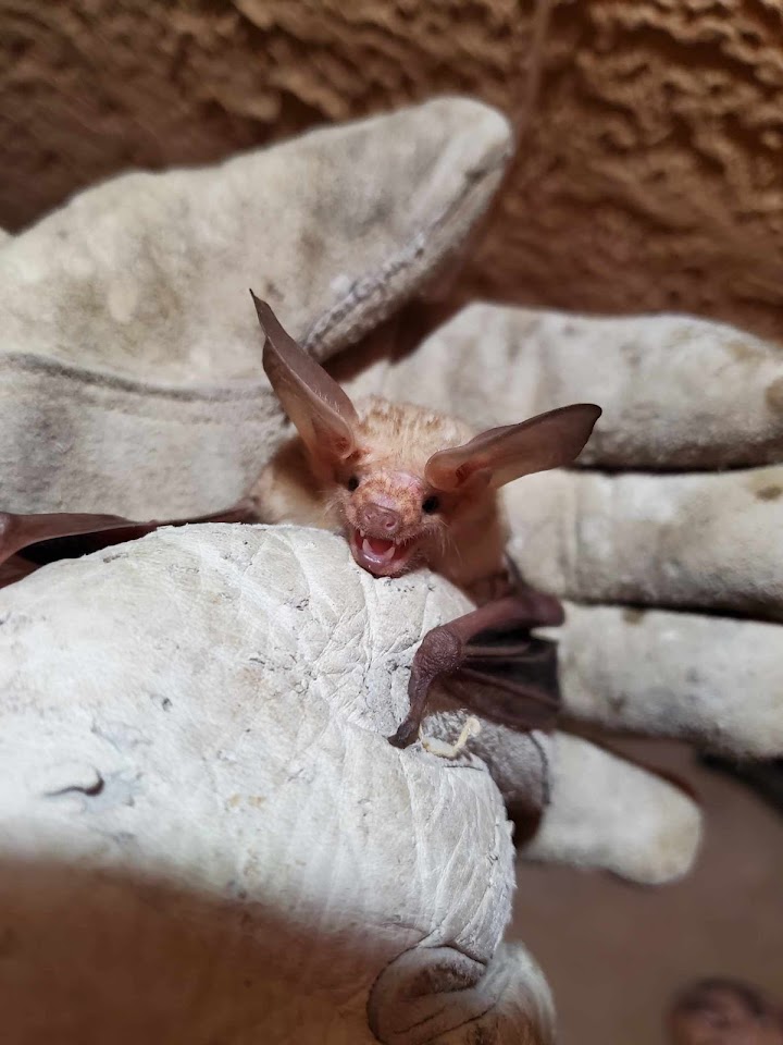 Sonoran Wildlife Services project