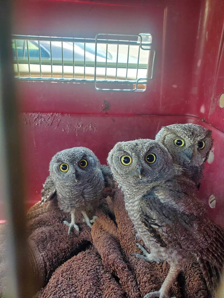 Sonoran Wildlife Services project