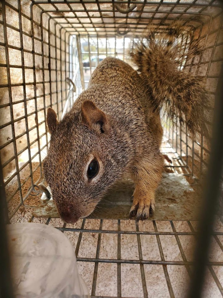 Sonoran Wildlife Services project